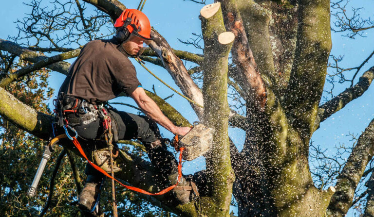 Tree Care Essentials: A Guide to Professional Tree Services